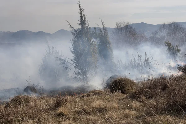 Forest fire wereld — Stockfoto