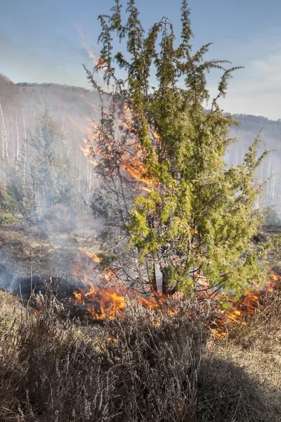 Incendio boschivo secco — Foto Stock