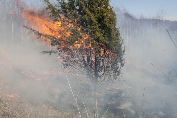 Мир лесного пожара — стоковое фото