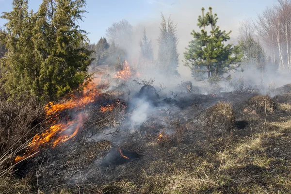 Mondo degli incendi boschivi — Foto Stock