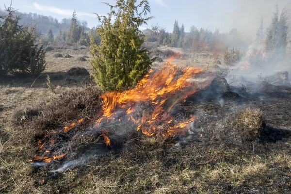 Forest fire wereld — Stockfoto