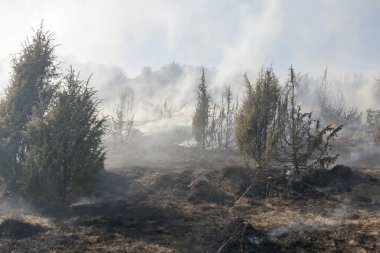 Orman yangını, catastrofe