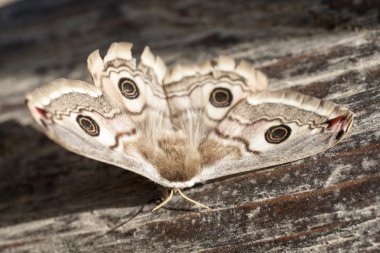 Bahar renkli buterfly