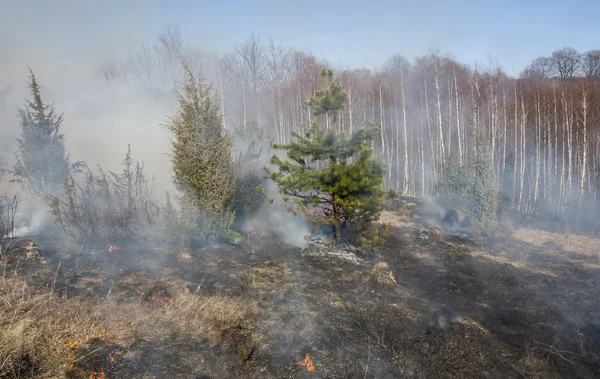 Orman yangını, catastrofe — Stok fotoğraf