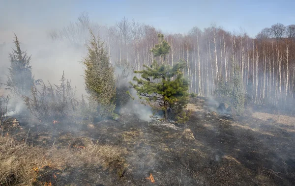 Incêndio florestal, catástrofe — Fotografia de Stock