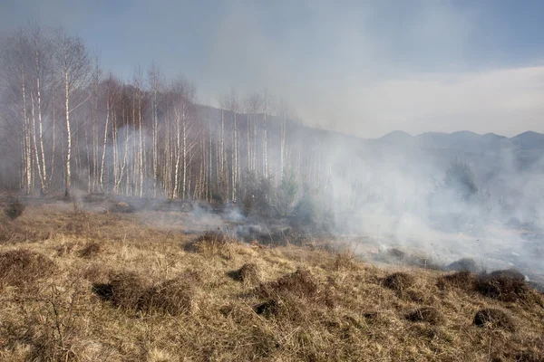 Skogsbrand, catastrofe — Stockfoto