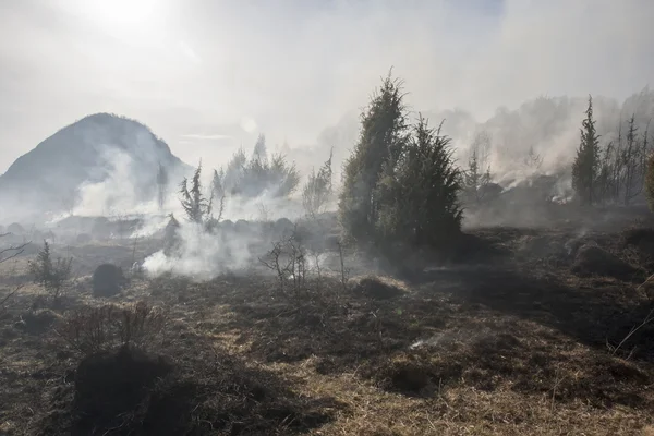 Incendios forestales, catástrofe — Foto de Stock