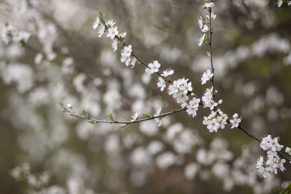 Plum branch blossome — Stock Photo, Image