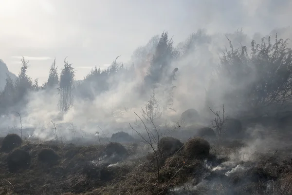 Incêndio florestal, catástrofe — Fotografia de Stock