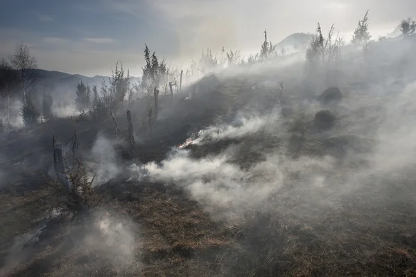 Incendios forestales, catástrofe —  Fotos de Stock