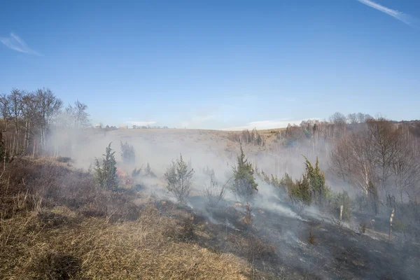 Incêndio florestal, catástrofe — Fotografia de Stock