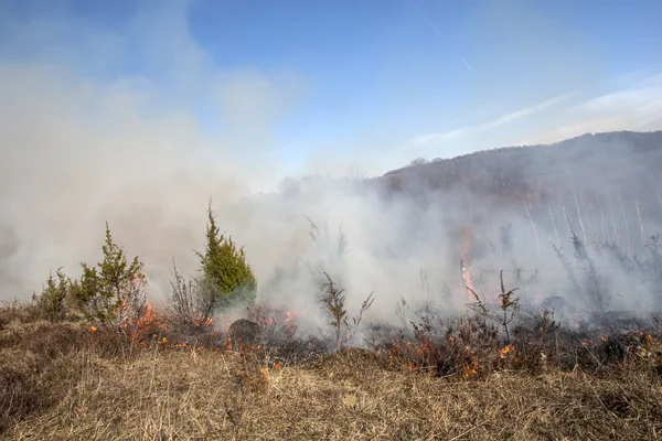 Skogsbrand, catastrofe — Stockfoto