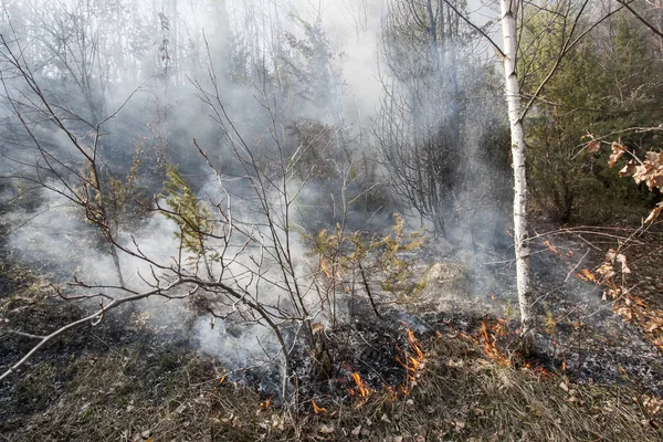 Лісовий вогонь, catastrofe — стокове фото