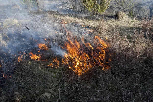 Incendi boschivi, catastrofi — Foto Stock