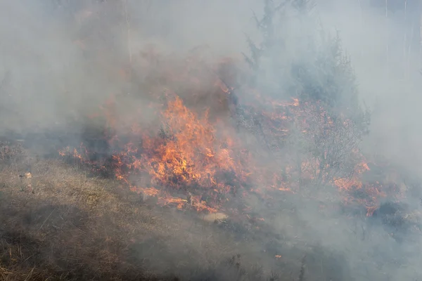 Incendi boschivi, catastrofi — Foto Stock