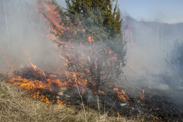 Incendi boschivi, catastrofi — Foto Stock