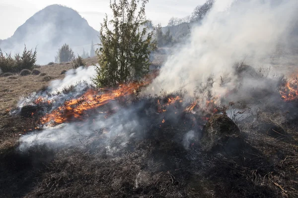 Incendi boschivi, catastrofi — Foto Stock