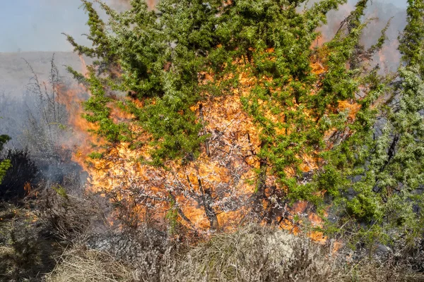 Bosbrand, catastrofe — Stockfoto