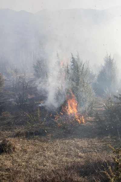 Incendi boschivi, catastrofi — Foto Stock