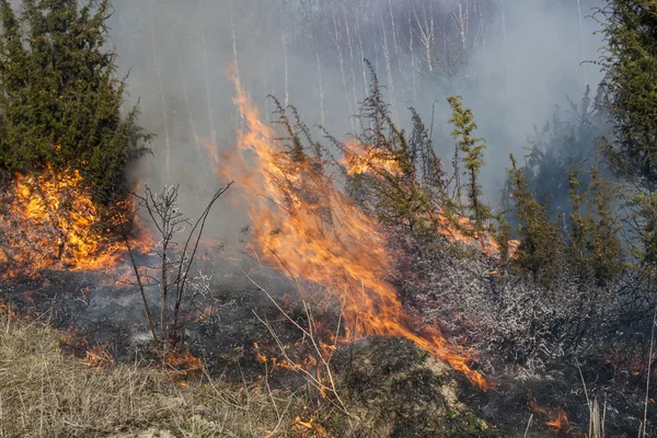 Incendi boschivi, catastrofi — Foto Stock