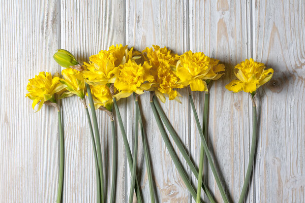 daffodils spring flowers