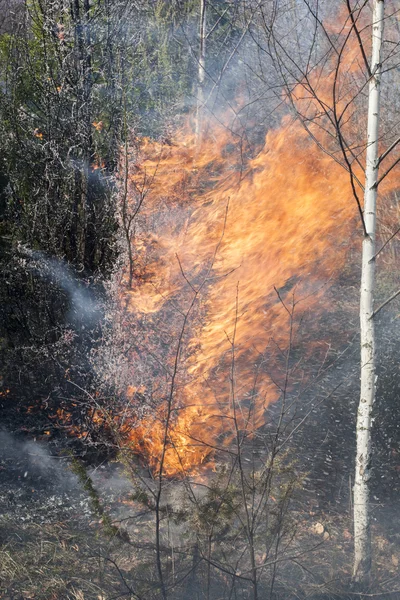 Лісова пожежа у весняний час — стокове фото