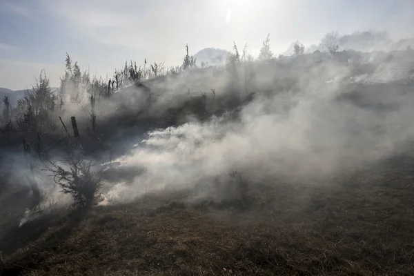 Skogsbrand på våren — Stockfoto