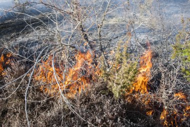 Bahar orman yangını