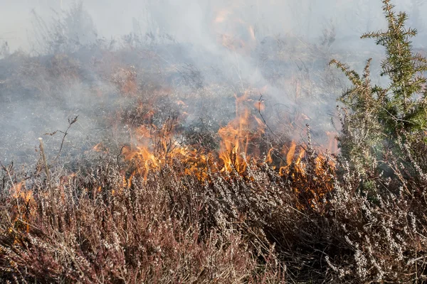 Bosbrand in de lente — Stockfoto