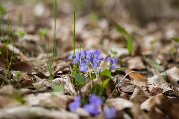 Viola im Frühling — Stockfoto