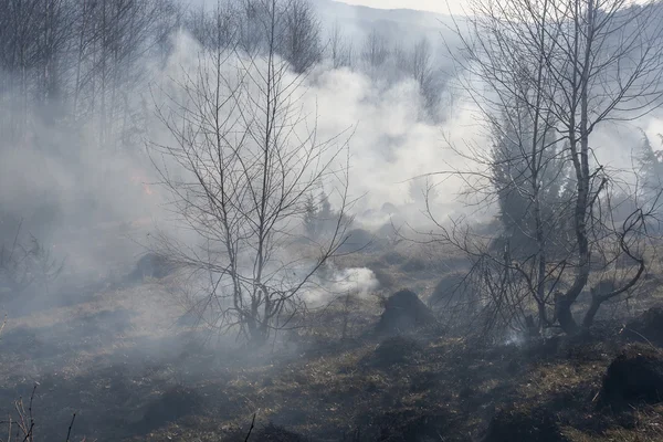 Skogsbrand på våren — Stockfoto