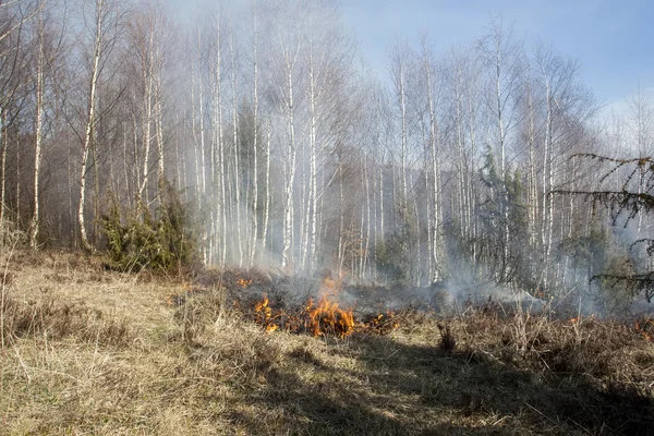Лесной пожар весной — стоковое фото