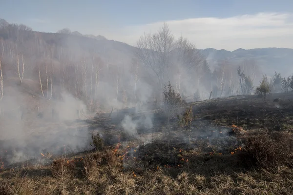 Bosbrand in de lente — Stockfoto