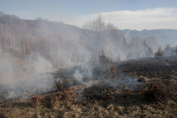 лесной пожар весной
