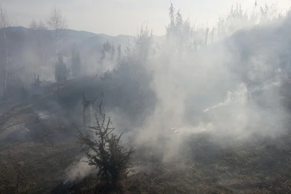 Skogsbrand på våren — Stockfoto