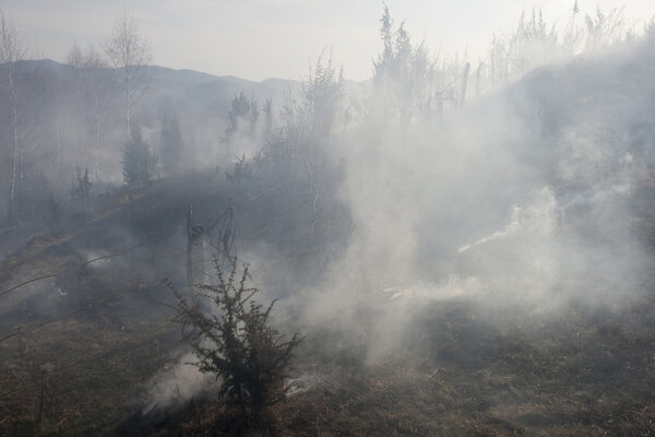 forest fire in springtime