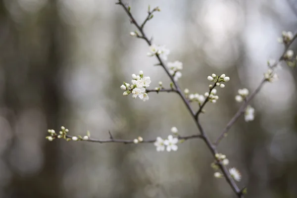 Plum gren blommor — Stockfoto