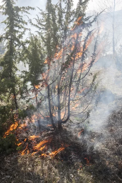 Incendi boschivi in primavera — Foto Stock