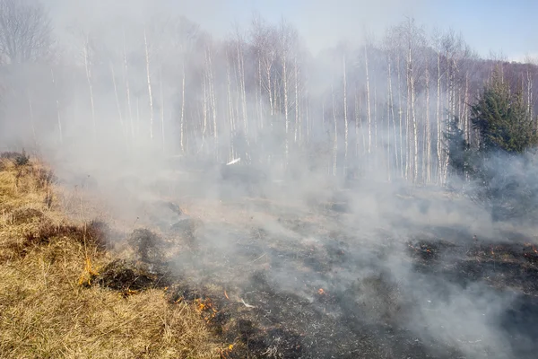 Forest fire springtime — Stockfoto