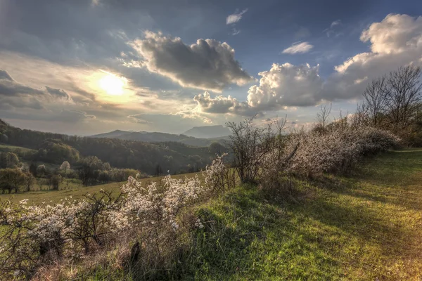 Montagne Carpazie in primavera — Foto Stock