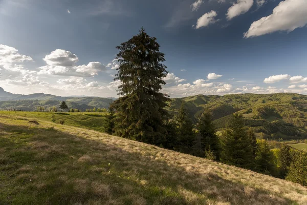 Montagnes des Carpates au printemps — Photo