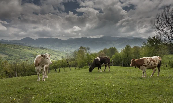 Cows grazing in carpatians mountains — Stock Photo, Image