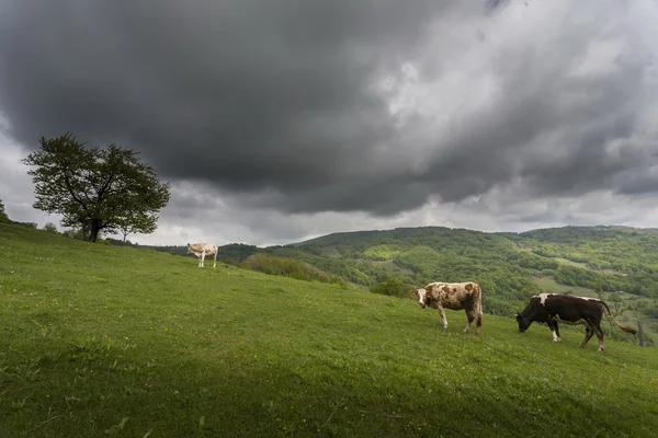 Cows grazing in carpatians mountains — Stock Photo, Image
