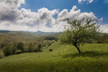 Karpat Dağları bahar