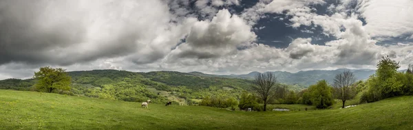 Carpathian Mountains in spring