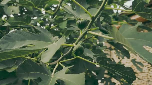 Close Van Gewone Vijgenboom Met Fruit Gebladerte Groene Bladeren Zijn — Stockvideo
