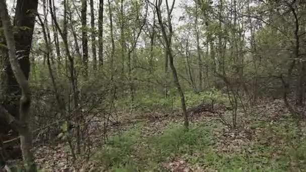 Prachtige Vroege Herfst Het Bos Park Camera Beweegt Tussen Bomen — Stockvideo