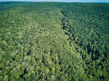 Eylül 'deki vahşi parktaki sonbahar ağaçlarının hava manzarası.