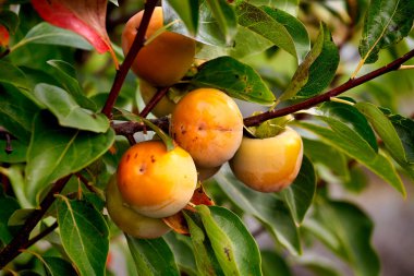Sonbaharda bir sürü hurma olan hurma ağacı. Dallarda olgunlaşmış hurmalar.