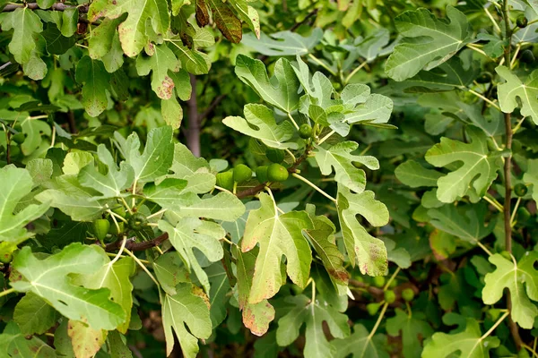 Arbusto Bonito Figo Comum Ficus Carica Ramos Pinho Fundo — Fotografia de Stock